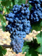 Mourvèdre(慕合懷特)--葡萄品種介紹