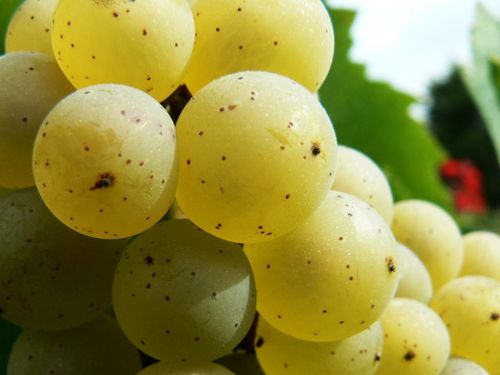 密斯卡岱(muscadet)----白葡萄酒简介